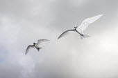 Fairy terns in flight tern,Indian Ocean Islands,portraits,seabirds,cut out,gliding,sky,ventral view,pair,Ciconiiformes,Herons Ibises Storks and Vultures,Laridae,Gulls, Terns,Aves,Birds,Chordates,Chordata,Asia,Animalia,Lowe