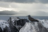 Brown noddy resting on granite boulder Indian Ocean Islands,seabird,landscape,ocean,portrait,Ciconiiformes,Herons Ibises Storks and Vultures,Chordates,Chordata,Laridae,Gulls, Terns,Aves,Birds,North America,Flying,Africa,stolidus,Europe,Ani