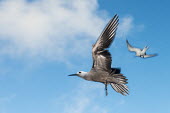 Brown noddy and fairy tern in flight tern,noddy,Indian Ocean Islands,portraits,seabirds,cut out,blue,gliding,sky,group,ventral view,Ciconiiformes,Herons Ibises Storks and Vultures,Chordates,Chordata,Laridae,Gulls, Terns,Aves,Birds,North