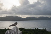 Brown noddy resting on granite boulder Indian Ocean Islands,seabird,landscape,ocean,portrait,Ciconiiformes,Herons Ibises Storks and Vultures,Chordates,Chordata,Laridae,Gulls, Terns,Aves,Birds,North America,Flying,Africa,stolidus,Europe,Ani