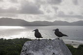 Brown noddies resting on granite boulder pair,Indian Ocean Islands,seabird,landscape,ocean,portrait,Ciconiiformes,Herons Ibises Storks and Vultures,Chordates,Chordata,Laridae,Gulls, Terns,Aves,Birds,North America,Flying,Africa,stolidus,Europ