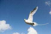 White-tailed tropicbird in flight, side view tropicbirds,Indian Ocean Islands,flight,flying,cut out,sky,flapping,Chordates,Chordata,Ciconiiformes,Herons Ibises Storks and Vultures,Phaethontidae,Tropicbirds,Aves,Birds,South America,Animalia,Coast