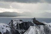 Brown noddy resting on granite boulder Indian Ocean Islands,seabird,landscape,ocean,portrait,Ciconiiformes,Herons Ibises Storks and Vultures,Chordates,Chordata,Laridae,Gulls, Terns,Aves,Birds,North America,Flying,Africa,stolidus,Europe,Ani