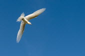 Fairy tern in flight, ventral view tern,Indian Ocean Islands,portraits,seabirds,cut out,blue,gliding,sky,ventral view,Ciconiiformes,Herons Ibises Storks and Vultures,Laridae,Gulls, Terns,Aves,Birds,Chordates,Chordata,Asia,Animalia,Lowe