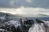 Brown noddies resting on granite boulders pair,Indian Ocean Islands,seabird,landscape,ocean,portrait,Ciconiiformes,Herons Ibises Storks and Vultures,Chordates,Chordata,Laridae,Gulls, Terns,Aves,Birds,North America,Flying,Africa,stolidus,Europ