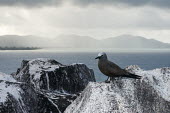 Brown noddy resting on granite boulder Indian Ocean Islands,seabird,landscape,ocean,portrait,Ciconiiformes,Herons Ibises Storks and Vultures,Chordates,Chordata,Laridae,Gulls, Terns,Aves,Birds,North America,Flying,Africa,stolidus,Europe,Ani