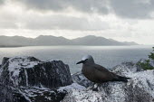 Brown noddy resting on granite boulder pair,Indian Ocean Islands,seabird,landscape,ocean,portrait,Ciconiiformes,Herons Ibises Storks and Vultures,Chordates,Chordata,Laridae,Gulls, Terns,Aves,Birds,North America,Flying,Africa,stolidus,Europ