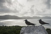 Brown noddies resting on granite boulder pair,Indian Ocean Islands,seabird,landscape,ocean,portrait,Ciconiiformes,Herons Ibises Storks and Vultures,Chordates,Chordata,Laridae,Gulls, Terns,Aves,Birds,North America,Flying,Africa,stolidus,Europ