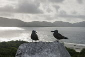 Brown noddies resting on granite boulder pair,Indian Ocean Islands,seabird,landscape,ocean,portrait,Ciconiiformes,Herons Ibises Storks and Vultures,Chordates,Chordata,Laridae,Gulls, Terns,Aves,Birds,North America,Flying,Africa,stolidus,Europ