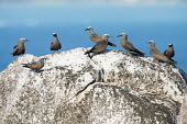 Brown noddies on granite boulder seabird,noddy,Indian Ocean Islands,adult,landscape,coast,group,Ciconiiformes,Herons Ibises Storks and Vultures,Chordates,Chordata,Laridae,Gulls, Terns,Aves,Birds,North America,Flying,Africa,stolidus,E