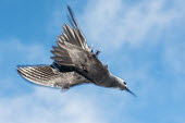 Brown noddy in flight noddy,Indian Ocean Islands,portraits,seabirds,cut out,blue,gliding,sky,group,ventral view,side view,Ciconiiformes,Herons Ibises Storks and Vultures,Chordates,Chordata,Laridae,Gulls, Terns,Aves,Birds,N