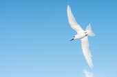 Fairy tern in flight tern,Indian Ocean Islands,portraits,seabirds,cut out,blue,gliding,sky,group,ventral view,flying,flight,Ciconiiformes,Herons Ibises Storks and Vultures,Laridae,Gulls, Terns,Aves,Birds,Chordates,Chordat