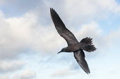 Brown noddy in flight tern,Indian Ocean Islands,portraits,seabirds,cut out,blue,gliding,sky,group,ventral view,flying,Ciconiiformes,Herons Ibises Storks and Vultures,Chordates,Chordata,Laridae,Gulls, Terns,Aves,Birds,North