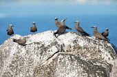 Brown noddies on granite boulder seabird,noddy,Indian Ocean Islands,adult,landscape,coast,group,Ciconiiformes,Herons Ibises Storks and Vultures,Chordates,Chordata,Laridae,Gulls, Terns,Aves,Birds,North America,Flying,Africa,stolidus,E