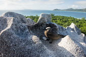 Brown noddy with egg on granite boulder seabird,noddy,Indian Ocean Islands,egg,nest,nesting,reproduction,adult,Ciconiiformes,Herons Ibises Storks and Vultures,Chordates,Chordata,Laridae,Gulls, Terns,Aves,Birds,North America,Flying,Africa,st