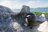 Brown noddy with egg on granite boulder seabird,noddy,Indian Ocean Islands,egg,nest,nesting,reproduction,adult,Ciconiiformes,Herons Ibises Storks and Vultures,Chordates,Chordata,Laridae,Gulls, Terns,Aves,Birds,North America,Flying,Africa,st