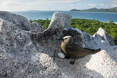 Brown noddy with egg on granite boulder, landscape seabird,noddy,Indian Ocean Islands,egg,nest,nesting,reproduction,adult,landscape,coast,Ciconiiformes,Herons Ibises Storks and Vultures,Chordates,Chordata,Laridae,Gulls, Terns,Aves,Birds,North America,