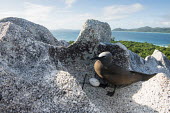 Brown noddy with egg on granite boulder seabird,noddy,Indian Ocean Islands,egg,nest,nesting,reproduction,adult,landscape,coast,Ciconiiformes,Herons Ibises Storks and Vultures,Chordates,Chordata,Laridae,Gulls, Terns,Aves,Birds,North America,