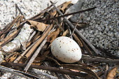 Brown noddy egg in nest on granite boulder seabird,noddy,Indian Ocean Islands,egg,nest,nesting,reproduction,Ciconiiformes,Herons Ibises Storks and Vultures,Chordates,Chordata,Laridae,Gulls, Terns,Aves,Birds,North America,Flying,Africa,stolidus