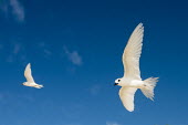 Fairy terns in flight pair,tern,Indian Ocean Islands,portrait,seabirds,cut out,blue,gliding,sky,ventral view,flying,flight,Ciconiiformes,Herons Ibises Storks and Vultures,Laridae,Gulls, Terns,Aves,Birds,Chordates,Chordata,