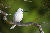 Fairy tern perched in casuarina tree Casuarina equisetifolia,casuarina,tree,tern,perched,white,Ciconiiformes,Herons Ibises Storks and Vultures,Laridae,Gulls, Terns,Aves,Birds,Chordates,Chordata,Asia,Animalia,Lower Risk,Shore,Flying,Austr