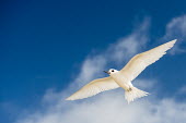 Fairy tern in flight tern,Indian Ocean Islands,portrait,seabirds,cut out,blue,gliding,sky,ventral view,flying,flight,Ciconiiformes,Herons Ibises Storks and Vultures,Laridae,Gulls, Terns,Aves,Birds,Chordates,Chordata,Asia,