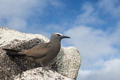 Brown noddy on granite boulder seabird,noddy,Indian Ocean Islands,adult,boulder,side view,sky,Ciconiiformes,Herons Ibises Storks and Vultures,Chordates,Chordata,Laridae,Gulls, Terns,Aves,Birds,North America,Flying,Africa,stolidus,E