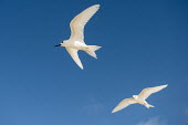 Fairy terns in flight pair,tern,Indian Ocean Islands,portrait,seabirds,cut out,blue,gliding,sky,ventral view,flying,flight,Ciconiiformes,Herons Ibises Storks and Vultures,Laridae,Gulls, Terns,Aves,Birds,Chordates,Chordata,