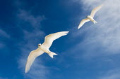 Fairy terns in flight pair,tern,Indian Ocean Islands,portrait,seabirds,cut out,blue,gliding,sky,ventral view,flying,flight,Ciconiiformes,Herons Ibises Storks and Vultures,Laridae,Gulls, Terns,Aves,Birds,Chordates,Chordata,