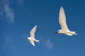 Fairy terns in flight pair,tern,Indian Ocean Islands,portrait,seabirds,cut out,blue,gliding,sky,ventral view,flying,flight,Ciconiiformes,Herons Ibises Storks and Vultures,Laridae,Gulls, Terns,Aves,Birds,Chordates,Chordata,