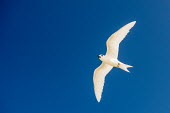 Fairy tern in flight tern,Indian Ocean Islands,portrait,seabirds,cut out,blue,gliding,sky,ventral view,flying,flight,Ciconiiformes,Herons Ibises Storks and Vultures,Laridae,Gulls, Terns,Aves,Birds,Chordates,Chordata,Asia,