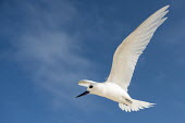 Fairy tern in flight tern,Indian Ocean Islands,portrait,seabirds,cut out,blue,gliding,sky,ventral view,flying,flight,close up,Ciconiiformes,Herons Ibises Storks and Vultures,Laridae,Gulls, Terns,Aves,Birds,Chordates,Chord