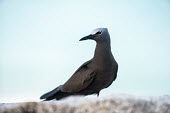 Brown noddy on granite boulder seabird,noddy,Indian Ocean Islands,adult,coast,Ciconiiformes,Herons Ibises Storks and Vultures,Chordates,Chordata,Laridae,Gulls, Terns,Aves,Birds,North America,Flying,Africa,stolidus,Europe,Animalia,C