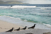 Brown noddies on granite boulder by Indian Ocean seabird,noddy,Indian Ocean Islands,adult,coast,group,shore,Ciconiiformes,Herons Ibises Storks and Vultures,Chordates,Chordata,Laridae,Gulls, Terns,Aves,Birds,North America,Flying,Africa,stolidus,Europ