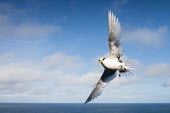 White-tailed tropicbird in flight tropicbirds,Indian Ocean Islands,flight,flying,cut out,sky,flapping,Chordates,Chordata,Ciconiiformes,Herons Ibises Storks and Vultures,Phaethontidae,Tropicbirds,Aves,Birds,South America,Animalia,Coast