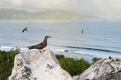 Brown noddy on granite boulder seabird,noddy,Indian Ocean Islands,adult,coast,cliff,boulders,landscape,Ciconiiformes,Herons Ibises Storks and Vultures,Chordates,Chordata,Laridae,Gulls, Terns,Aves,Birds,North America,Flying,Africa,s