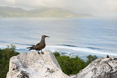 Brown noddy on granite boulder seabird,noddy,Indian Ocean Islands,adult,coast,cliff,boulders,landscape,Ciconiiformes,Herons Ibises Storks and Vultures,Chordates,Chordata,Laridae,Gulls, Terns,Aves,Birds,North America,Flying,Africa,s