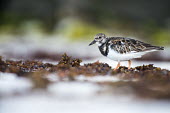 Ruddy turnstone on beach wader,coast,beach side view,Sandpipers, Phalaropes,Scolopacidae,Chordates,Chordata,Aves,Birds,Ciconiiformes,Herons Ibises Storks and Vultures,Carnivorous,Ocean,Terrestrial,Tundra,Pacific,Aquatic,Estua