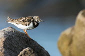 Ruddy turnstone on granite boulder wader,coast,boulder,side view,Sandpipers, Phalaropes,Scolopacidae,Chordates,Chordata,Aves,Birds,Ciconiiformes,Herons Ibises Storks and Vultures,Carnivorous,Ocean,Terrestrial,Tundra,Pacific,Aquatic,Est