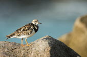 Ruddy turnstone on granite boulder wader,coast,boulder,side view,Sandpipers, Phalaropes,Scolopacidae,Chordates,Chordata,Aves,Birds,Ciconiiformes,Herons Ibises Storks and Vultures,Carnivorous,Ocean,Terrestrial,Tundra,Pacific,Aquatic,Est