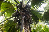 Coco de Mer palm fruit, female plant female,palm,fruit,Indian Ocean Islands,maldivica,Arecales,Africa,Palmae,Terrestrial,Endangered,Tracheophyta,Lodoicea,Plantae,Rainforest,Liliopsida,Photosynthetic,IUCN Red List