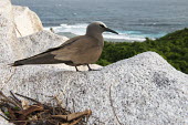 Brown noddy on granite ledge at coast tern,Indian Ocean Islands,portraits,side view,tropical,seabirds,coast,landscape,Ciconiiformes,Herons Ibises Storks and Vultures,Chordates,Chordata,Laridae,Gulls, Terns,Aves,Birds,North America,Flying,