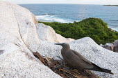 Brown noddy nesting on granite ledge at coast tern,Indian Ocean Islands,portraits,side view,tropical,seabirds,nest,nesting,coast,landscape,Ciconiiformes,Herons Ibises Storks and Vultures,Chordates,Chordata,Laridae,Gulls, Terns,Aves,Birds,North Am