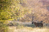 Bengal tiger in autumnal forest autumn,forest,big cat,habitat,landscape,Carnivora,Panthera,Tropical,Mammalia,Appendix I,tigris,Felidae,Carnivorous,Extinct,Chordata,Asia,Temperate,Animalia,Critically Endangered,Endangered,Terrestrial