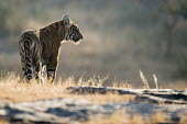 Bengal tiger cub on rocky plateau www.JamesWarwick.co.uk landscape,young,cub,juvenile,rocky plain,plain,big cat,Carnivora,Panthera,Tropical,Mammalia,Appendix I,tigris,Felidae,Carnivorous,Extinct,Chordata,Asia,Temperate,Animalia,Critically Endangered,Endangered,Terrestrial,IUCN Red List