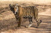 Bengal tiger cub on track, Ranthambhore National Park, Rajasthan, India young,cub,track,big cat,national park,Carnivora,Panthera,Tropical,Mammalia,Appendix I,tigris,Felidae,Carnivorous,Extinct,Chordata,Asia,Temperate,Animalia,Critically Endangered,Endangered,Terrestrial,I