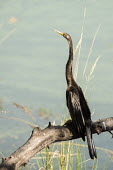 Indian darter perched Indian darter,darters,perched,Pelecaniformes,Wetlands,Asia,Aquatic,Ponds and lakes,Carnivorous,Sub-tropical,Anhingidae,Estuary,Arboreal,Near Threatened,melanogaster,Flying,Mangrove,Chordata,Anhinga,An