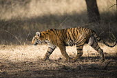 Bengal tiger cub on the move cub,young,track,walking,Carnivora,Panthera,Tropical,Mammalia,Appendix I,tigris,Felidae,Carnivorous,Extinct,Chordata,Asia,Temperate,Animalia,Critically Endangered,Endangered,Terrestrial,IUCN Red List