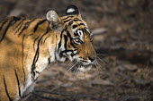 Bengal tiger cub profile young,cub,juvenile,profile,head detail,Carnivora,Panthera,Tropical,Mammalia,Appendix I,tigris,Felidae,Carnivorous,Extinct,Chordata,Asia,Temperate,Animalia,Critically Endangered,Endangered,Terrestrial,