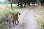 Bengal tigress on track female,walking,track,big cat,carnivore,rear view,Carnivora,Panthera,Tropical,Mammalia,Appendix I,tigris,Felidae,Carnivorous,Extinct,Chordata,Asia,Temperate,Animalia,Critically Endangered,Endangered,Te